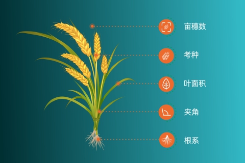 小麦育种高效产品组合