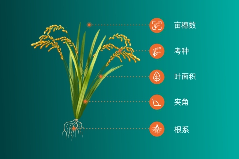 水稻育种高效产品组合