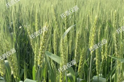 小麦亩穗数测量系统—快速，简单获得小麦产量信息的黑科技
