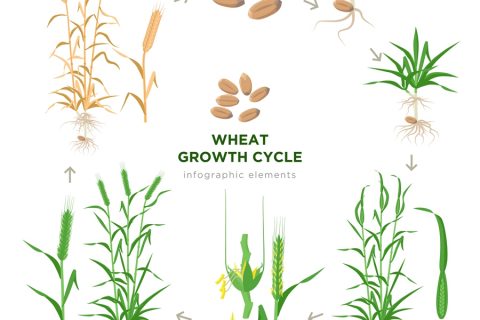小麦表型检测系统—小麦生长全生命周期表型综合检测