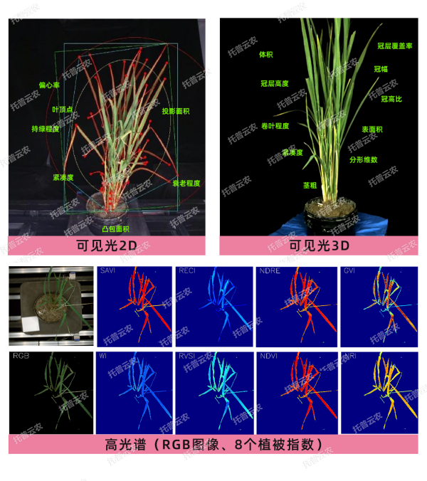 托普云农“高通量植物表型采集分析平台”荣获cisile 2024 “自主创新金奖”